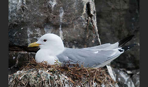 Dreizehenmöwe (Rissa tridactyla)