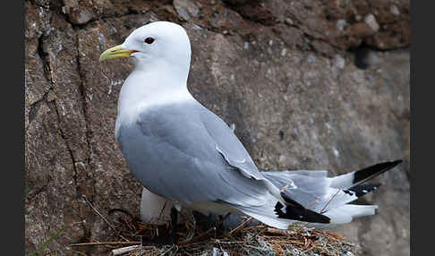 Dreizehenmöwe (Rissa tridactyla)