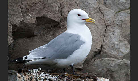 Dreizehenmöwe (Rissa tridactyla)