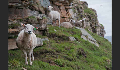 Hausschaf (Ovis gmelini aries)