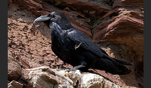 Kolkrabe (Corvus corax)