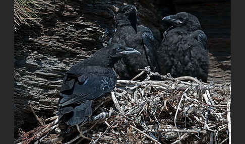 Kolkrabe (Corvus corax)