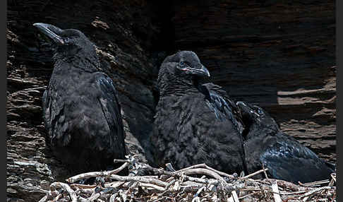 Kolkrabe (Corvus corax)