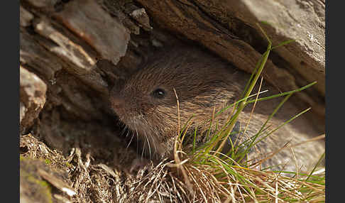 Erdmaus (Microtus agrestis)