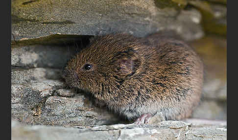 Erdmaus (Microtus agrestis)