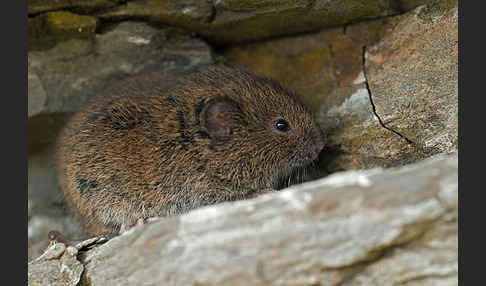 Erdmaus (Microtus agrestis)