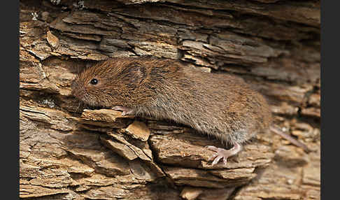 Erdmaus (Microtus agrestis)