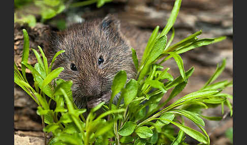 Erdmaus (Microtus agrestis)