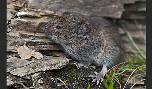 Erdmaus (Microtus agrestis)