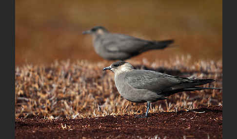 Schmarotzerraubmöwe (Stercorarius parasiticus)