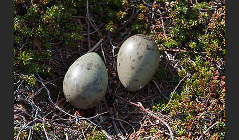 Schmarotzerraubmöwe (Stercorarius parasiticus)