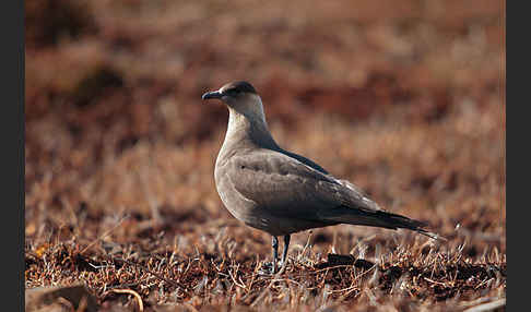 Schmarotzerraubmöwe (Stercorarius parasiticus)