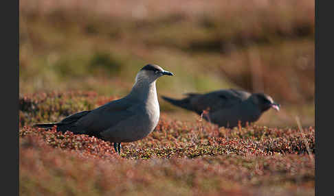 Schmarotzerraubmöwe (Stercorarius parasiticus)