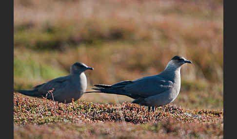 Schmarotzerraubmöwe (Stercorarius parasiticus)