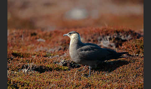 Schmarotzerraubmöwe (Stercorarius parasiticus)