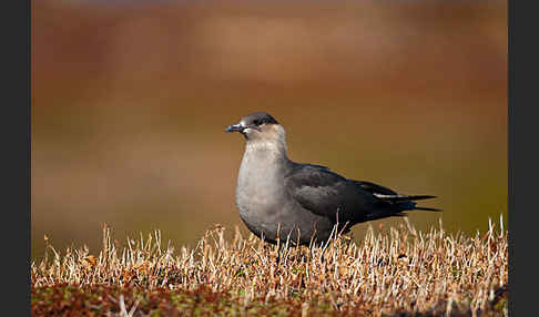 Schmarotzerraubmöwe (Stercorarius parasiticus)