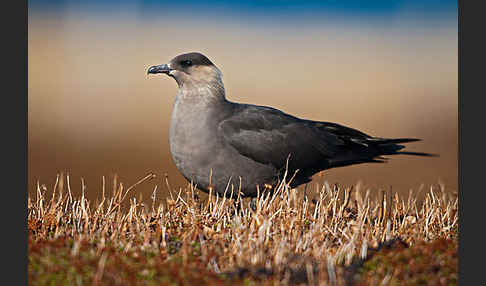 Schmarotzerraubmöwe (Stercorarius parasiticus)