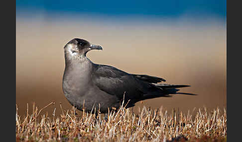 Schmarotzerraubmöwe (Stercorarius parasiticus)