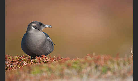 Schmarotzerraubmöwe (Stercorarius parasiticus)