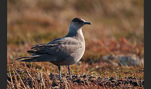 Schmarotzerraubmöwe (Stercorarius parasiticus)