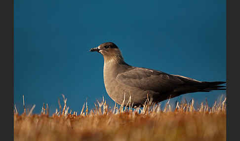 Schmarotzerraubmöwe (Stercorarius parasiticus)