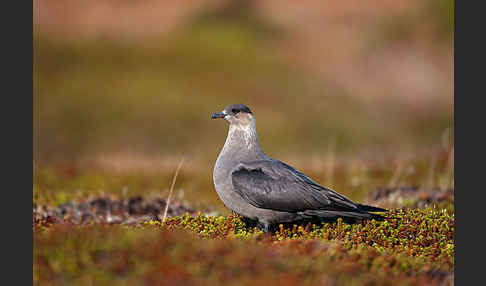 Schmarotzerraubmöwe (Stercorarius parasiticus)