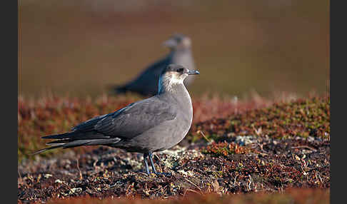 Schmarotzerraubmöwe (Stercorarius parasiticus)