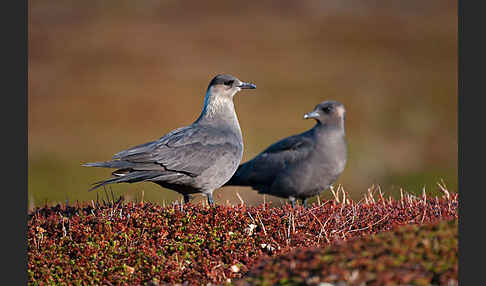 Schmarotzerraubmöwe (Stercorarius parasiticus)