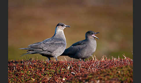 Schmarotzerraubmöwe (Stercorarius parasiticus)