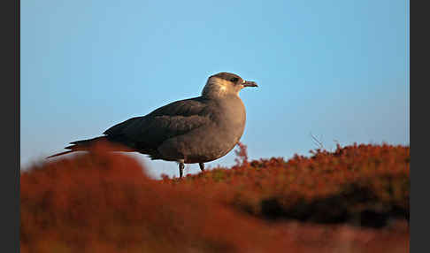 Schmarotzerraubmöwe (Stercorarius parasiticus)