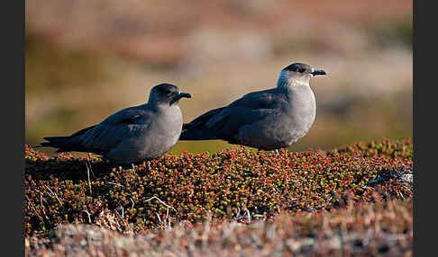 Schmarotzerraubmöwe (Stercorarius parasiticus)