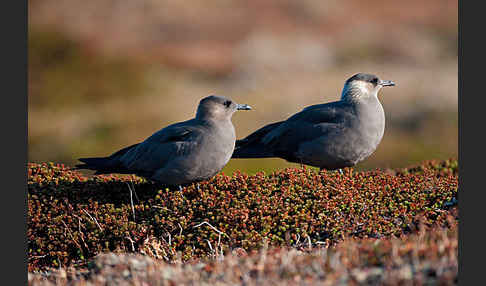 Schmarotzerraubmöwe (Stercorarius parasiticus)