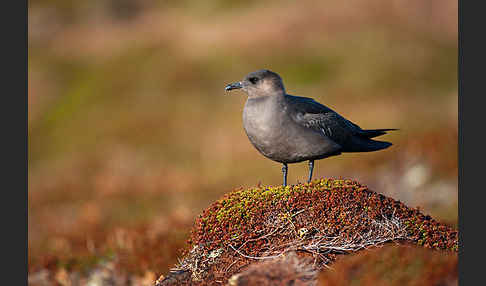 Schmarotzerraubmöwe (Stercorarius parasiticus)