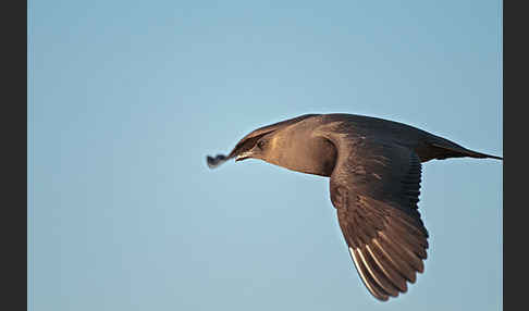 Schmarotzerraubmöwe (Stercorarius parasiticus)