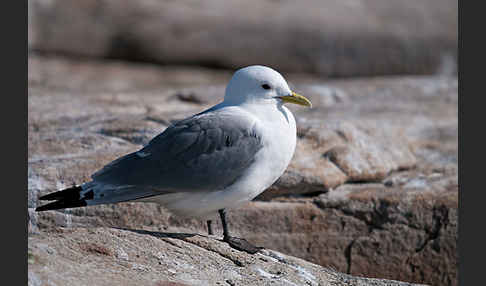 Dreizehenmöwe (Rissa tridactyla)