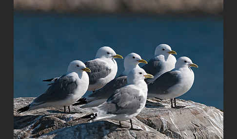 Dreizehenmöwe (Rissa tridactyla)