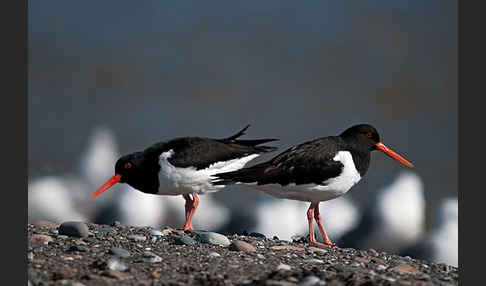 Austernfischer (Haematopus ostralegus)