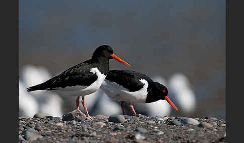 Austernfischer (Haematopus ostralegus)