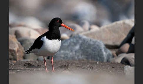 Austernfischer (Haematopus ostralegus)