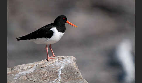 Austernfischer (Haematopus ostralegus)