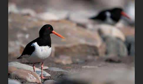 Austernfischer (Haematopus ostralegus)