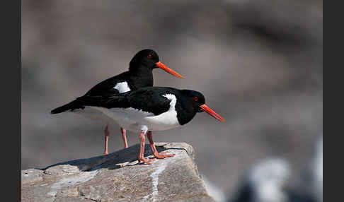 Austernfischer (Haematopus ostralegus)