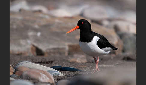 Austernfischer (Haematopus ostralegus)