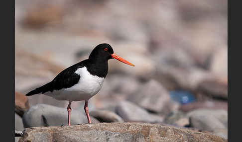 Austernfischer (Haematopus ostralegus)