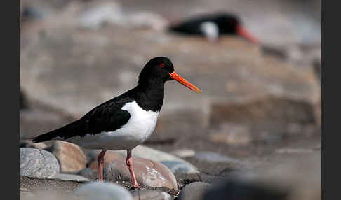 Austernfischer (Haematopus ostralegus)