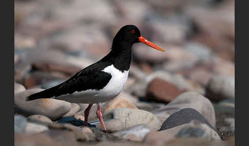 Austernfischer (Haematopus ostralegus)