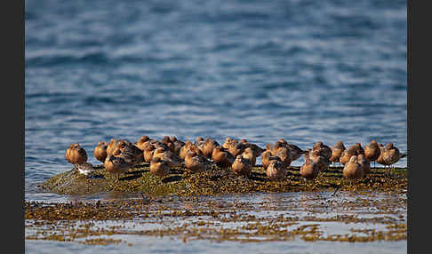 Knutt (Calidris canutus)