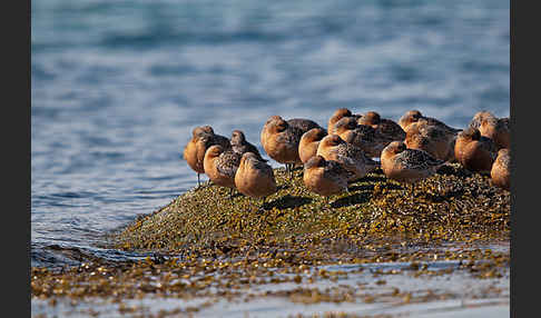 Knutt (Calidris canutus)