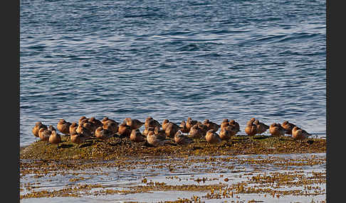 Knutt (Calidris canutus)