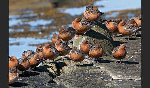 Knutt (Calidris canutus)